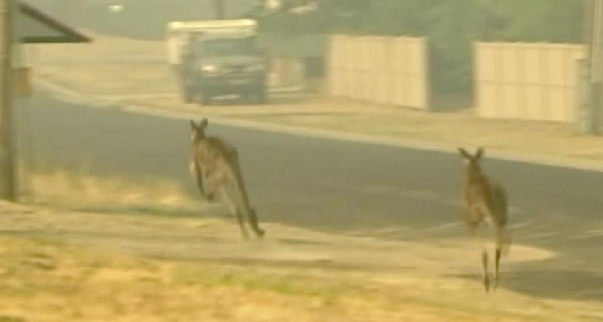 Incendios sin precedentes amenazan la biodiversidad de Australia