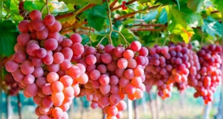 Razones por las que incluir las uvas en la dieta es saludable