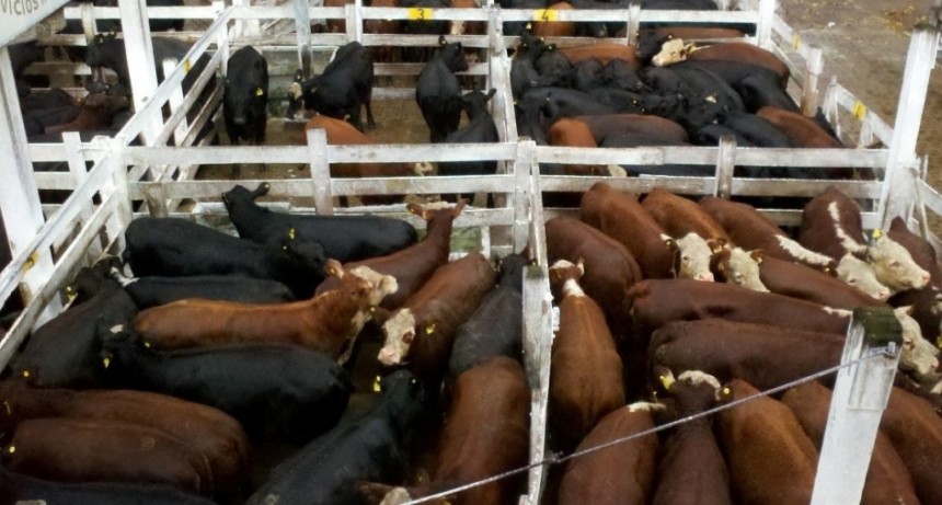 El Mercado de Liniers operó con solo 294 vacunos